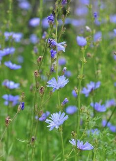 some blue flowers are growing in the grass