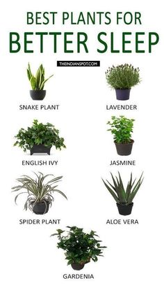 the best plants for better sleep and how to use them in your houseplant