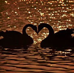 Heart, swan Heartcore Aesthetic, Heart Core, Aesthetic Core, Swans, My Dream, A Heart, Heart Shape