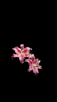 three pink flowers on a black background with space for text or image to put in the bottom right corner