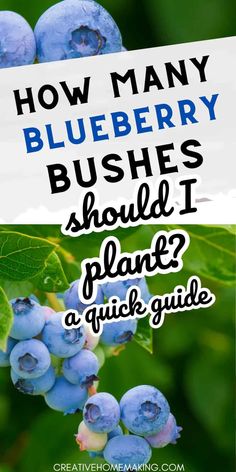 blueberry bush with text overlay how many blueberries should i plant? a quick guide