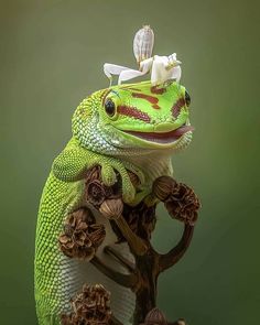 a green frog sitting on top of a tree branch with an angel atop it's head