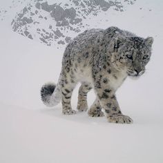 a snow leopard is walking through the snow