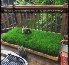 two cats sitting in the grass on a deck