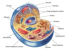 the structure of an animal's cell, labeled in spanish and english text on a white background