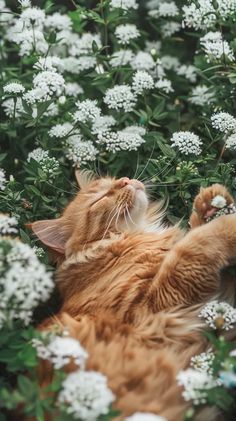 an orange and white cat laying on its back in the middle of some white flowers