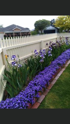 purple flowers line the side of a white picket fence