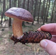 a hand holding a small brown mushroom in the woods