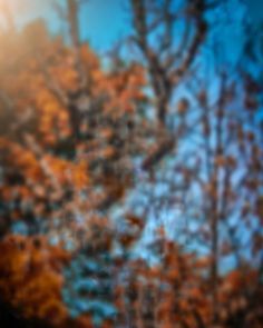 a blurry photo of trees with orange leaves