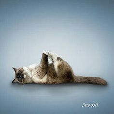 a siamese cat rolling around on its back