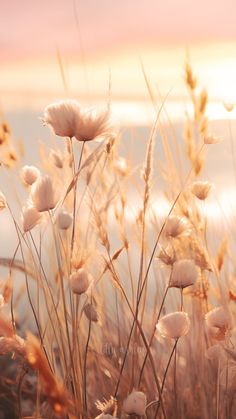 some very pretty flowers in the grass by the water at sunset or sunrise with sun shining on them