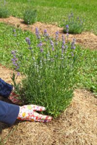 a person with gardening gloves on kneeling down next to a lavender plant in a field