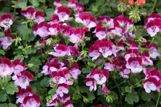 pink and white flowers blooming in the garden