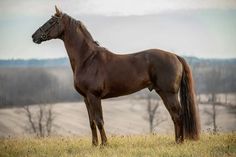 a large brown horse standing on top of a grass covered field with trees in the background