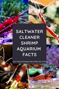 saltwater cleaner shrimp and other sea creatures with text overlay that reads saltwater cleaner shrimp aquarium fact