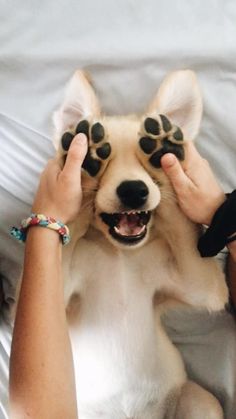 a person petting a dog with their paws on it's head while laying in bed