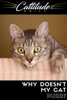 a cat laying on top of a couch with the caption why doesn't my cat purr?