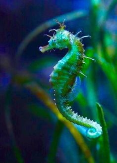 a green sea horse in an aquarium tank