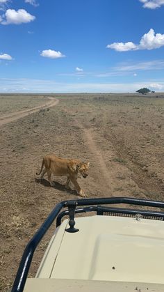 a lion walking across a dirt field next to a vehicle in the middle of nowhere