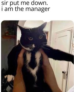 a person holding a black and white cat up to their face with caption that reads, sir put me down i am the manager