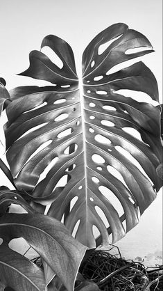 a bird is perched on top of a large leafy plant in black and white