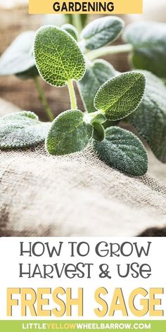 fresh sage growing in the garden with text overlay reading how to grow harvest and use fresh sage