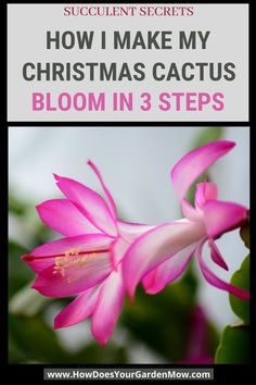 a pink flower with the words how i make my christmas cactus bloom in 3 steps