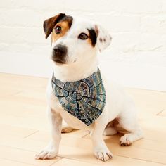 a dog sitting on the floor wearing a bandana