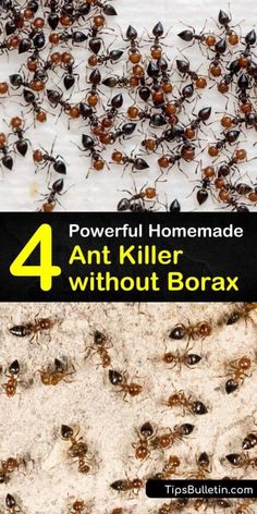 four different types of ant killers with text overlay that reads, powerful homemade 4 ant killer without borax