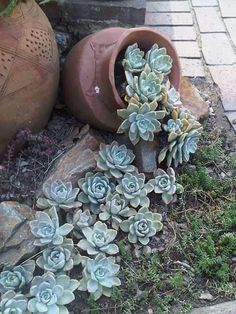 several succulents growing out of the ground next to some rocks