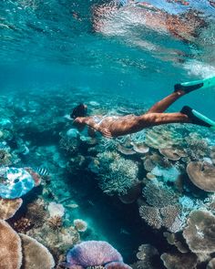 a man swimming in the ocean with lots of corals and other marine life around him