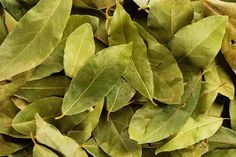 close up view of green leaves on the ground