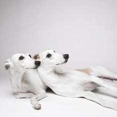 two white dogs are laying down on the floor looking at something in front of them