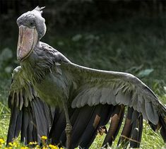 a large bird standing in the grass with its wings spread out and it's eyes open