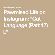 the words pamished life on instagram cat language part 17