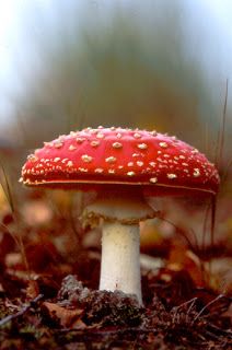 a close up of a mushroom on the ground