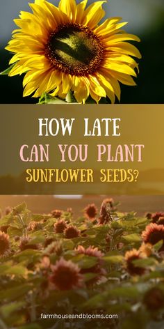 a sunflower is shown with the words how late can you plant sunflower seeds?