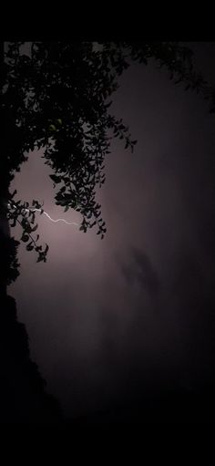 a lightning bolt is seen in the sky above some tree branches at night with dark clouds behind it