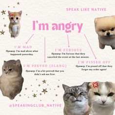 an info sheet with different types of cats