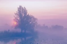 the sun is setting on a foggy lake with trees and ducks in the water