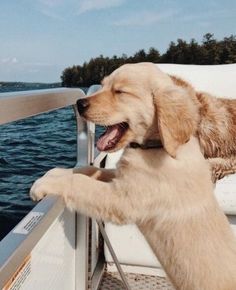 a brown dog standing on top of a boat next to the ocean with it's mouth open