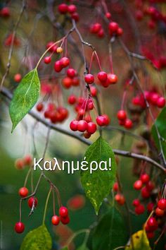 red berries are growing on the branch of a tree with green leaves and words in russian