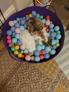 a cat laying in a purple bowl filled with colorful eggs and candy balls on the floor