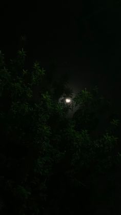 the moon is shining through the trees in the dark night sky, with only one light visible