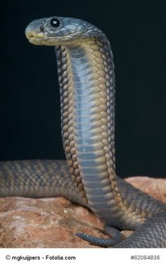 a close up of a snake on a rock