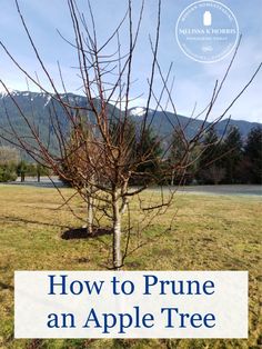 an apple tree with the title how to prune an apple tree