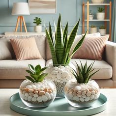 two plants in glass vases sitting on a tray with rocks and pebbles around them