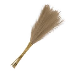 a bunch of dry grass on a white background