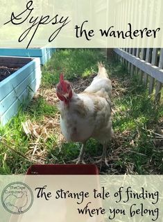 a chicken is standing in the grass next to a fence with words on it that say,