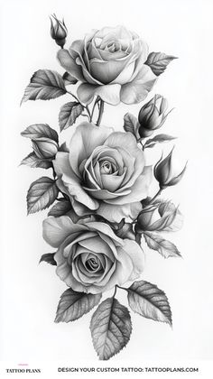 a pencil drawing of three roses with leaves